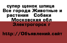 супер щенок шпица - Все города Животные и растения » Собаки   . Московская обл.,Электрогорск г.